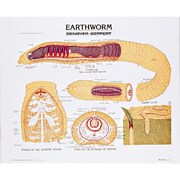 DENOYER-GEPPERT Charts/Posters, Earthworm Chart Mounted 1884-10